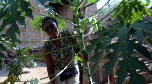 Herieth looking out from a papaya tree. 